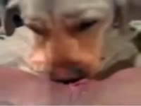 Dog eating the creamy wet pussy of slut